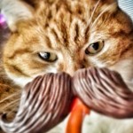 Our orange tabby Skittles with a fake hipster 'stache